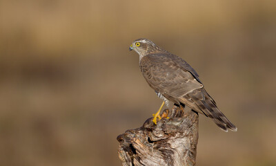 Eurasian Sparrowhawk - young male at the wet forest in autumn