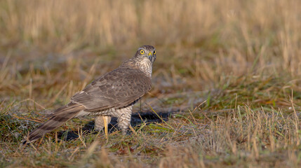 Eurasian Sparrowhawk - young male at the wet forest in autumn
