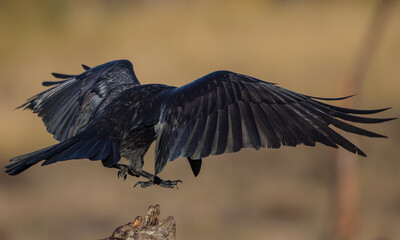 Common Raven - in autumn at a wetland
