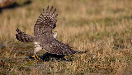 Eurasian Sparrowhawk - young male at the wet forest in autumn
