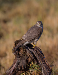 Eurasian Sparrowhawk - young male at the wet forest in autumn