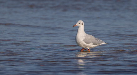 Obraz premium Black-headed Gull - adult bird on a sea cost in autumn 