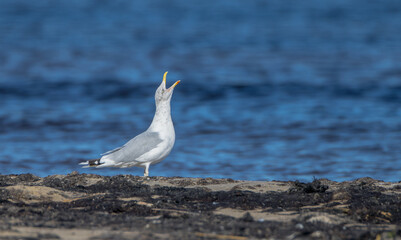 Herring Gull - adult bird at the seashore in autumn