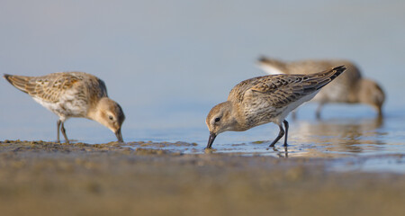 Dunlin - at a seashore on the autumn migration way