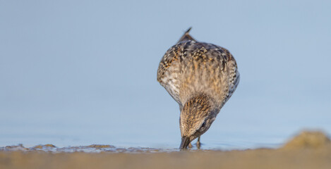 Dunlin - at a seashore on the autumn migration way
