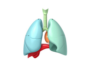 Annotated Human Lungs and Airway Anatomy Chart, Transparent PNG