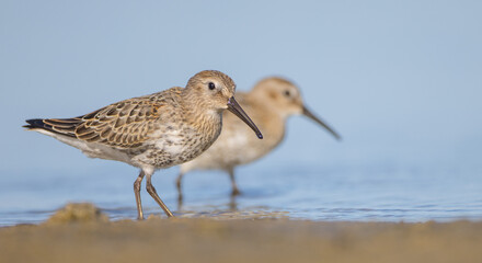 Dunlin - at a seashore on the autumn migration way