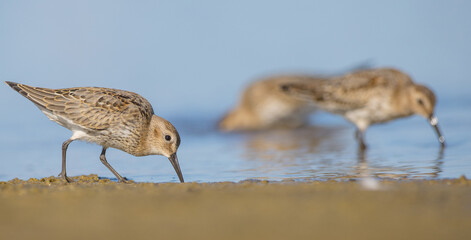 Dunlin - at a seashore on the autumn migration way