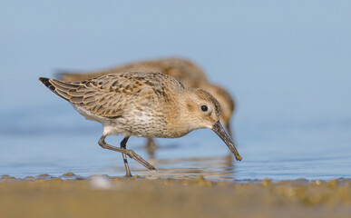 Dunlin - at a seashore on the autumn migration way