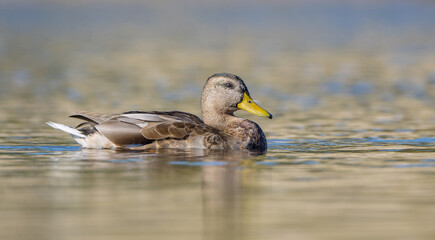 Mallard - young male bird. Early autumn.
