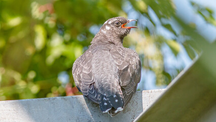 pigeon on a fence