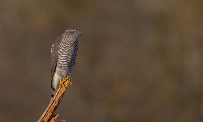 Eurasian Sparrowhawk - young male at the wet forest in autumn
