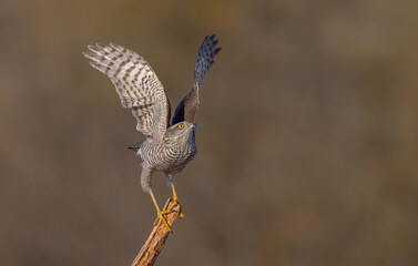 Eurasian Sparrowhawk - young male at the wet forest in autumn