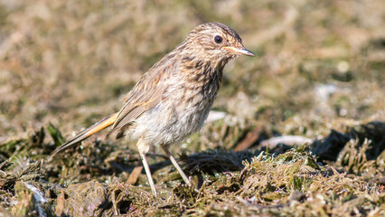 female house sparrow