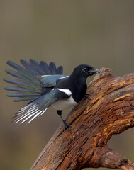 Common Magpie - at a wetland in autumn