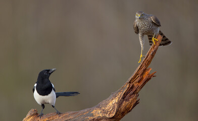 Common Magpie vs Eurasian Sparrowhawk - at a wetland in autumn