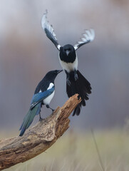 Common Magpie - at a wetland in autumn