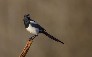 Common Magpie - at a wetland in autumn