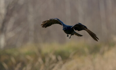 Common Raven - in autumn at a wetland
