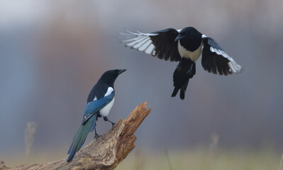 Common Magpie - at a wetland in autumn