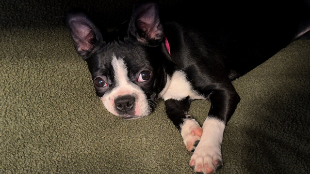 A portrait of a Boston terrier puppy lying on a doggy bed - Powered by Adobe