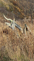 A gnarled tree in a field during the fall
