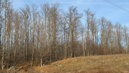 The autumn forest on a clear sunny day
