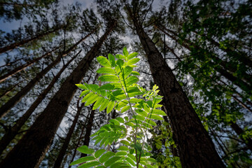 Fototapeta premium A light leaf in a dark forest.