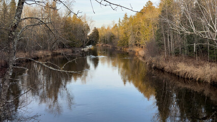 Reflection of trees in the water