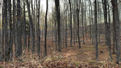 A wooded ridgeline in the autumn forest