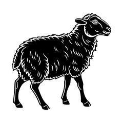 black and white sheep