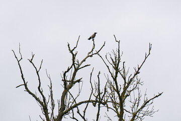A lone crow at the top of a dead tree.