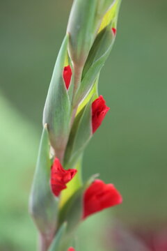 Emergence de la fleur de gla&iuml;eul (Bretagne, Morbihan, France)