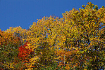 Fototapeta premium Autumn view from driving car in the Minami Shiga Kogen area of ​​northern Shinano, with autumn leaves at their peak and clear autumn weather / 錦秋の北信濃 南志賀高原エリア，ドライブ中の車窓から眺める紅葉と秋晴れの晴天