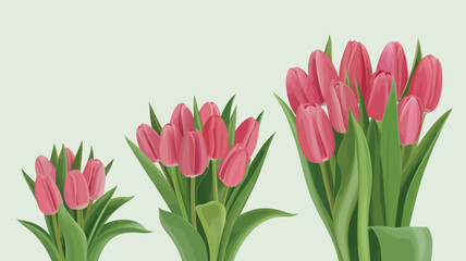 Three stages of pink tulip bud growth on a light background