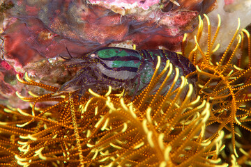 Crinoid Snapping Shrimp Hiding Among Feather Star Arms