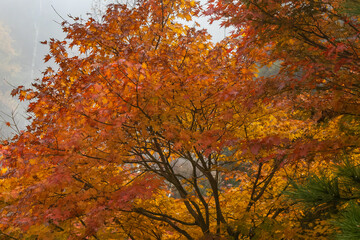 日本周遊　霧の中の別子の山々
