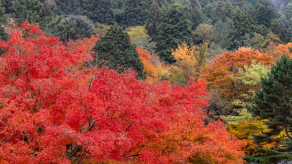 日本周遊　霧の中の別子の山々