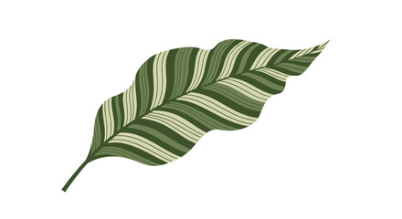 Stylized illustration of a single green leaf with wavy edges and striped veins, showcasing a natural botanical design element for backgrounds or textures.