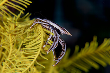 Feather Star Squat Lobster Hidden Among Crinoid Arms