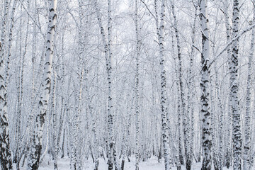 A birch forest in winter, covered in frost, against the backdrop of a blue sky at sunset
