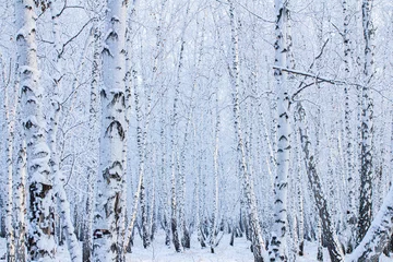 Fototapete Birkenwald A birch forest in winter, covered in frost, against the backdrop of a blue sky at sunset  © Torkhov