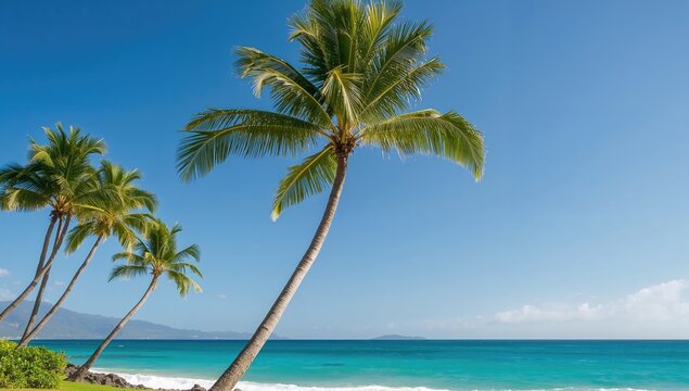 Hawaiian palm tree near the ocean under a blue sky, ideal for travel imagery, vacation vibes