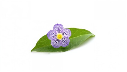 Violet blossom resting on green foliage, focus on natural beauty, seasonal change