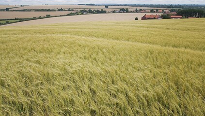 Types of wheat ready for harvest ensuring sufficient grain supply to avert food shortages globally beyond regions affected by conflicts.