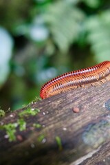 Miliipedes matting on a wooden bridge
