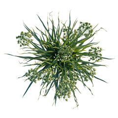 Allium siculum tree plan, top view, cutout, transparent background, isolate, Striking top view of flowering Allium plant with transparent backdrop