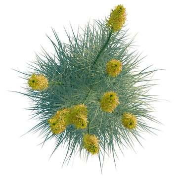 Asphodeline lutea tree plan, top view, cutout, transparent background, isolate, Intriguing xerophyte plant with golden flowers, perfect for botanical design