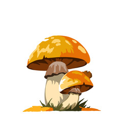 mushrooms in grass