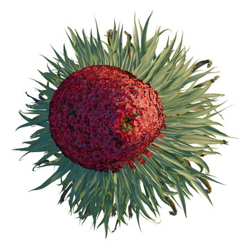 Echium wildpretii tree plan, top view, cutout, transparent background, isolate, Stunning silversword plant from above, a rare beauty in bright sunlight